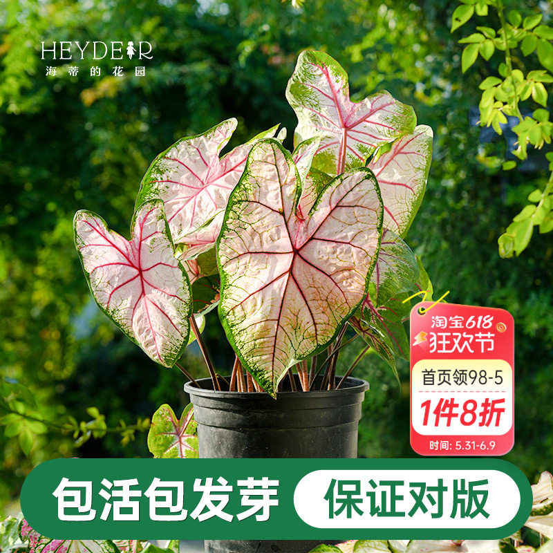 海蒂的花园彩叶芋种球粉色飞溅白色恋人桌面盆栽观叶植物室内绿植