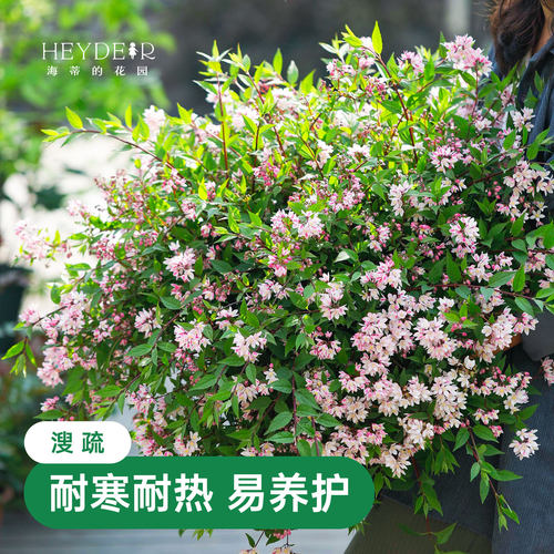 春天花瀑布溲疏海蒂的花园灌木
