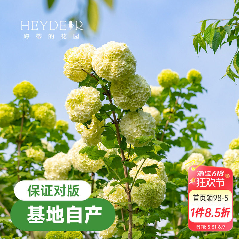 海蒂的花园欧洲木绣球花卉植物庭院露台庭院盆栽树苗耐寒绣球花苗
