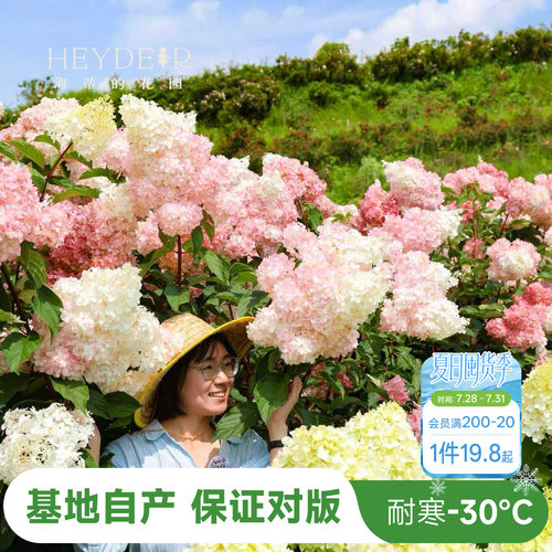 海妈北方耐寒耐旱植物花卉盆栽