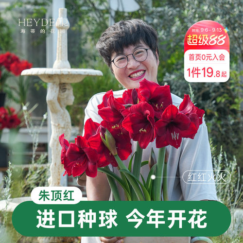 【小红书10万人种草】进口朱顶红