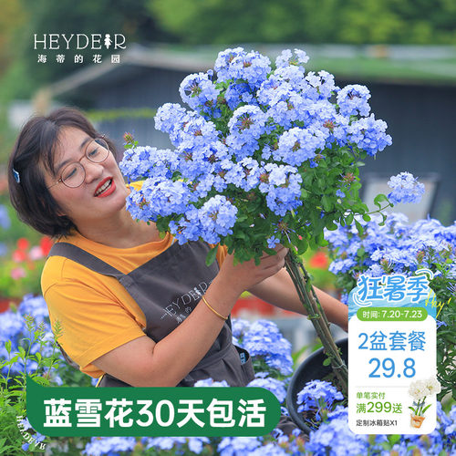 海蒂的花园蓝雪花盆栽耐热阳台可爬藤四季好养易活花卉植物室内花