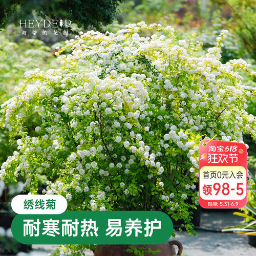 海蒂的花园绣线菊黄金喷泉庭院