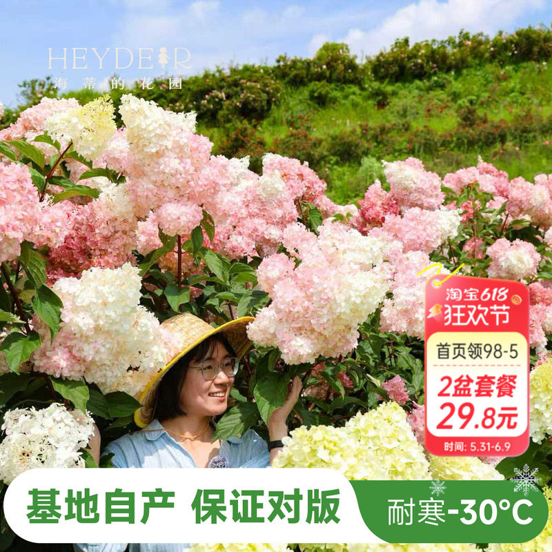 海蒂的花园圆锥绣球香草草莓石灰灯北方耐寒耐旱植物花卉盆栽海妈