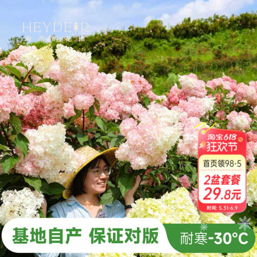 海妈北方耐寒耐旱植物花卉盆栽
