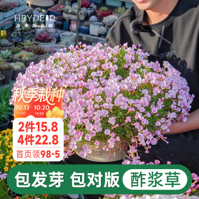 海蒂的花园酢浆草种球好养易开花植物庭院阳台可盆栽多年生花卉