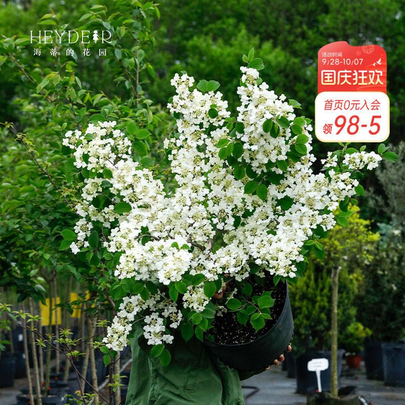 海蒂的花园 木绣球蝴蝶荚迷玛丽莎粉精灵庭院木本花卉植物盆栽苗