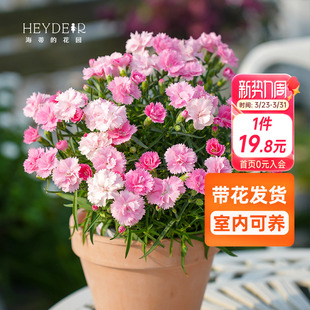 海蒂 花园康乃馨一见钟情初吻石竹送礼株型紧凑阳台植物花卉盆栽