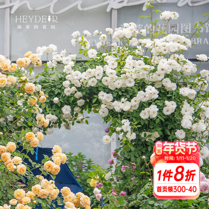 海蒂的花园藤冰山经典爬藤月季长势强壮花量大藤本拱门花卉盆栽,鲜花速递/花卉仿真/绿植园艺,月季/蔷薇/玫瑰,淘宝优惠券,粉丝福利购,淘宝优惠卷