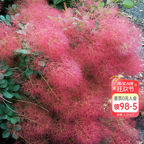 海蒂春季多年生烟树烟雾花卉