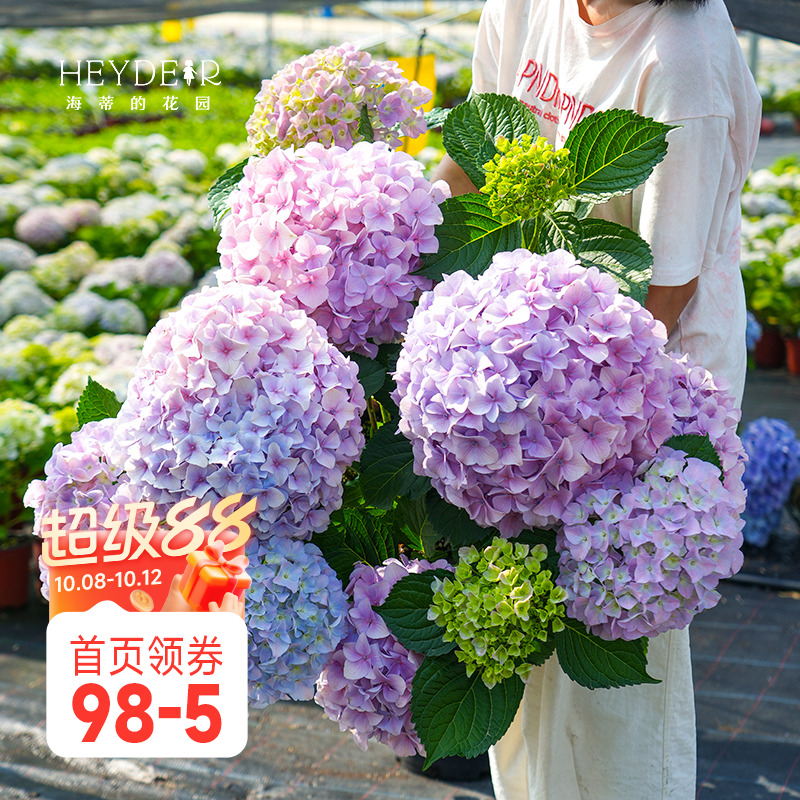 海蒂的花园绣球花盆栽花苗大海蓝薄荷拇指地栽阳台花园庭院植物