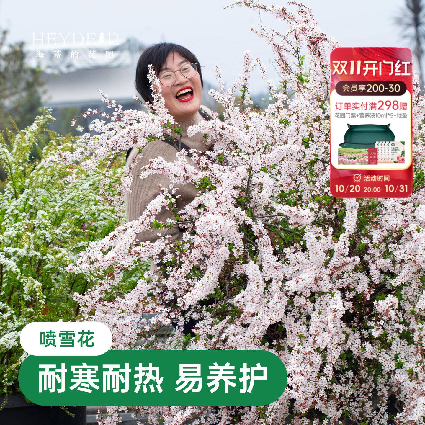 海蒂的花园雪柳盆栽喷雪花金叶粉花白花多年生花灌木耐寒花卉植物