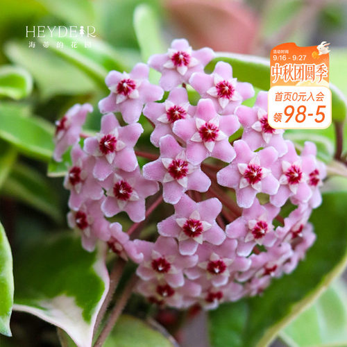 海蒂的花园成都总店花叶球兰银斑盆栽花卉绿植阳台庭院栽种海妈