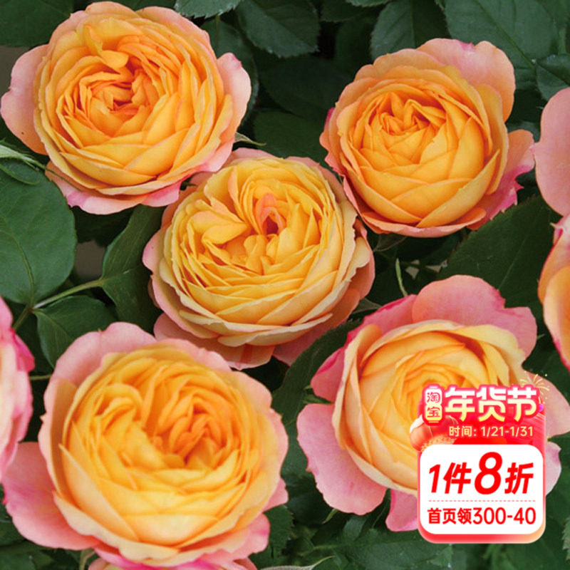 海蒂的花园 浪漫宝贝微月灌木月季开花性好室外阳台盆栽花卉植物,鲜花速递/花卉仿真/绿植园艺,月季/蔷薇/玫瑰,淘宝优惠券,粉丝福利购,淘宝优惠卷