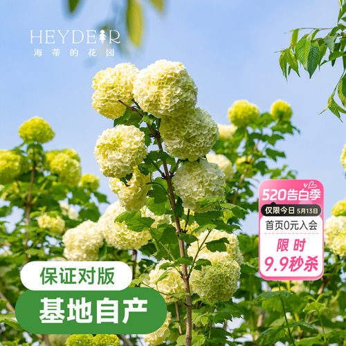 海蒂欧洲绣球花苗玫瑰庭院