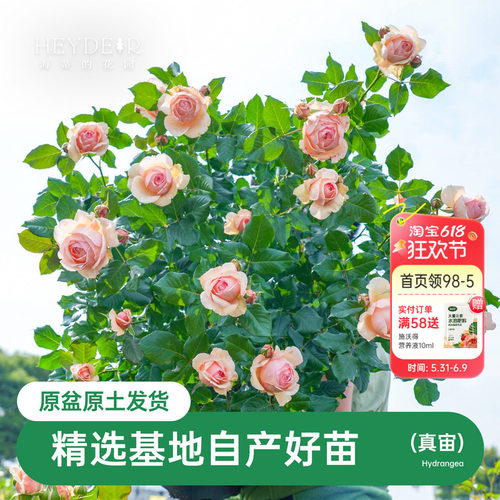 海蒂的花园盆栽苗切花月季