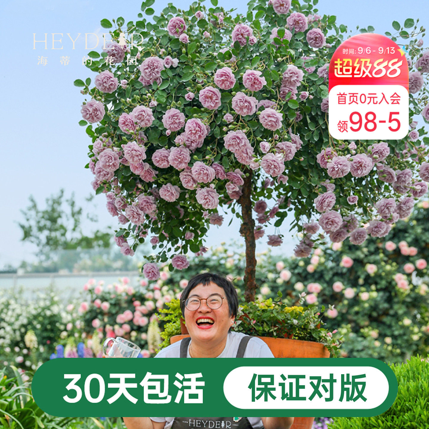 海蒂的花园蓝色阴雨爬藤月季四季阳台庭院垂吊花卉植物盆栽花苗