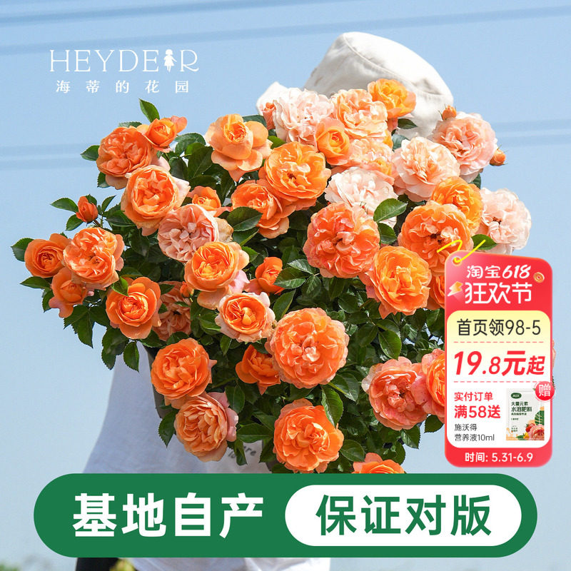 海蒂的花园月季花苗盆栽小苗爬藤玫瑰果汁阳台多季开花地栽花苗