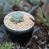 海蒂的花园 Кокосовый шелк, олень, болотная почва, красная нефритовая почва, сочные зеленые растения, цветы в горшках, брусчатка, брусчатка, среда для мощения