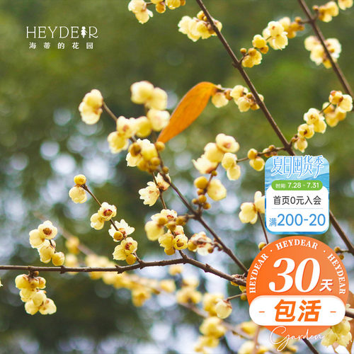 海蒂的花园腊梅花苗易活好养
