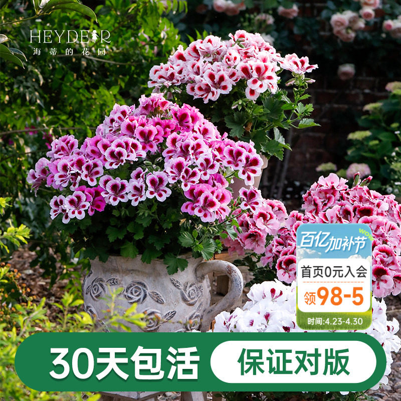 海蒂的花园天竺葵盆栽花苗垂吊重瓣办公室绿植阳台花卉植物室内花