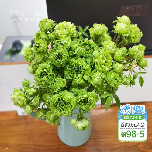 海蒂的花园结绿珍月季盆栽