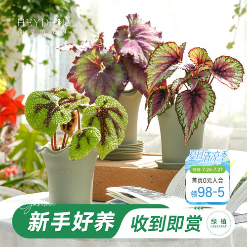 鸟巢蕨秋海棠海芋绿植盆栽带盆