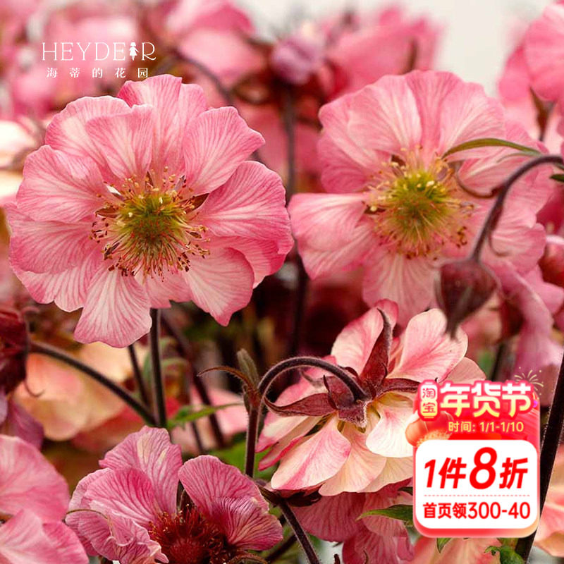 海蒂的花园水杨梅多年生宿根植物阳台庭院好养野趣花卉盆栽苗花苗