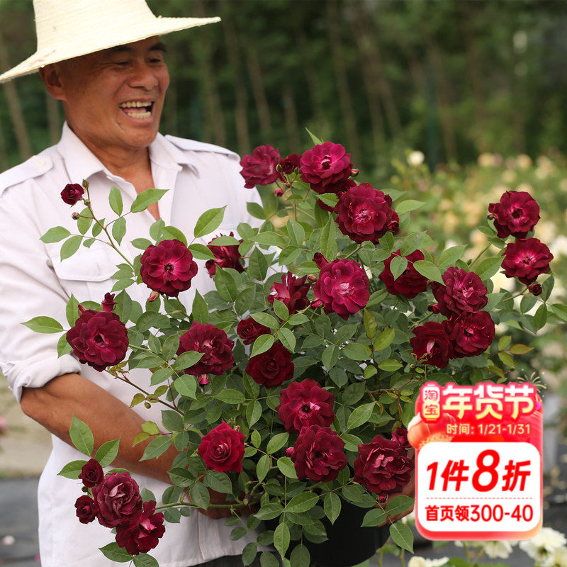 海蒂的花园月季花苗葡萄冰山抗病阳台庭院玫瑰花栅栏花卉盆栽植物,鲜花速递/花卉仿真/绿植园艺,月季/蔷薇/玫瑰,淘宝优惠券,粉丝福利购,淘宝优惠卷