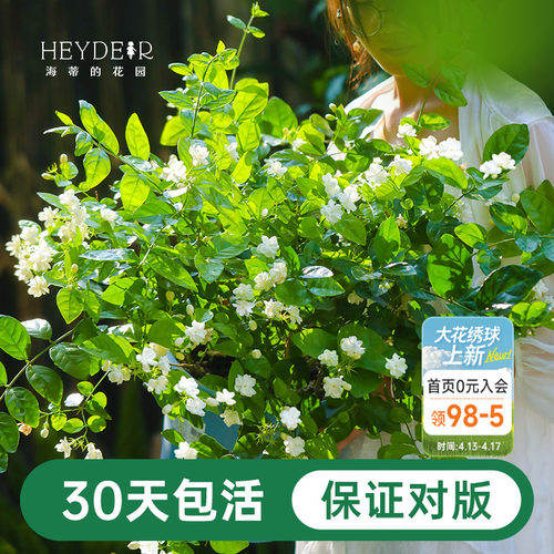 海蒂茉莉花阳台室内盆栽苗