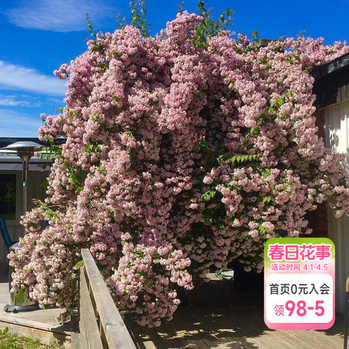 海蒂花灌木多年生猬实花卉