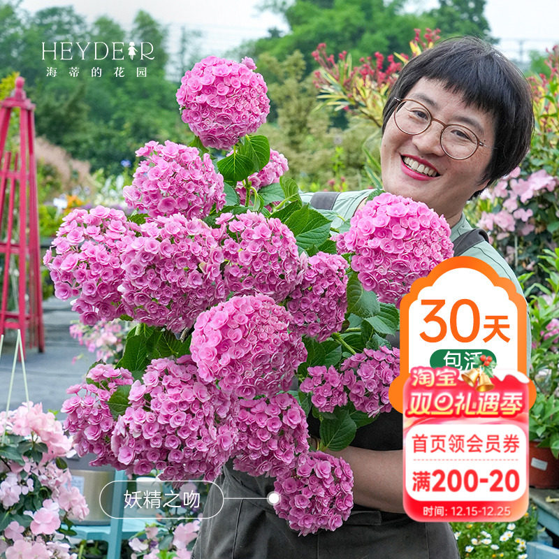 海蒂的花园重瓣绣球阳台盆栽