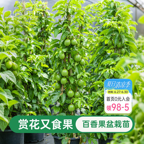 海蒂的花园百香果果苗观花观果