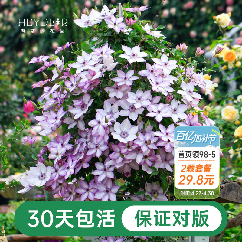 海蒂的花园铁线莲盆栽苗乌托邦倒影银币铃铛爬藤栅栏阳台花卉海妈