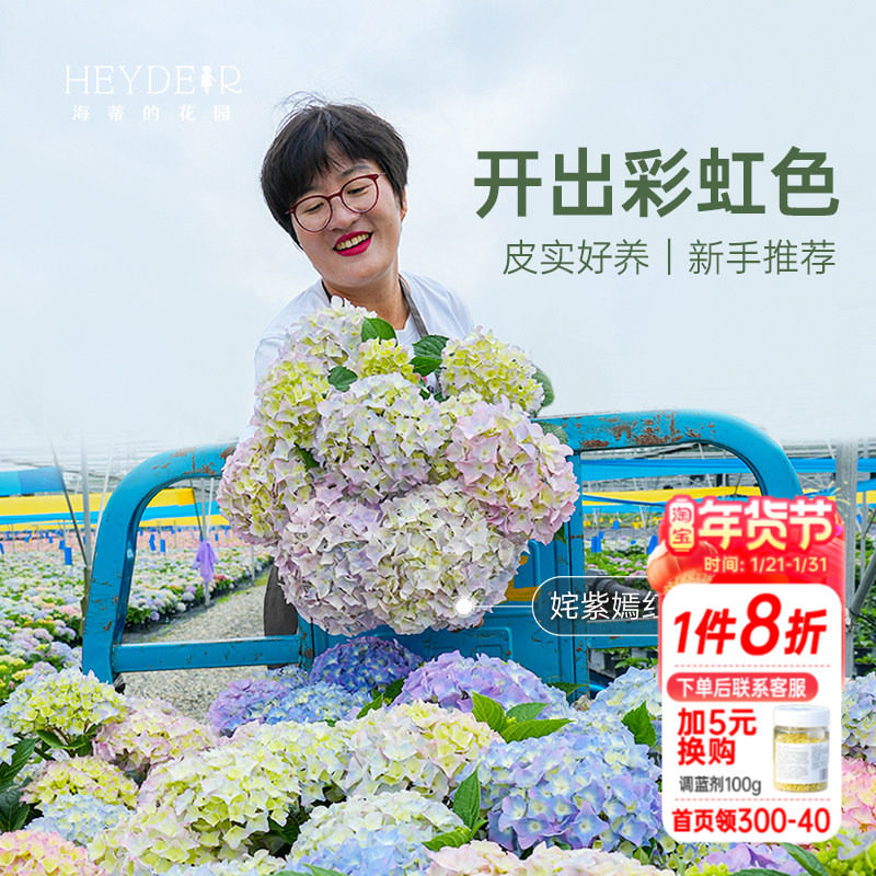 海蒂的花园大花绣球大苗魔幻革命逃跑新娘阳台庭院绣球花苗盆栽,鲜花速递/花卉仿真/绿植园艺,绣球/木绣球/木本植物,淘宝优惠券,粉丝福利购,淘宝优惠卷