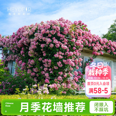 海蒂的花园成都总店月季花苗爬藤花墙藤本玫瑰盆栽花卉绿植海妈家