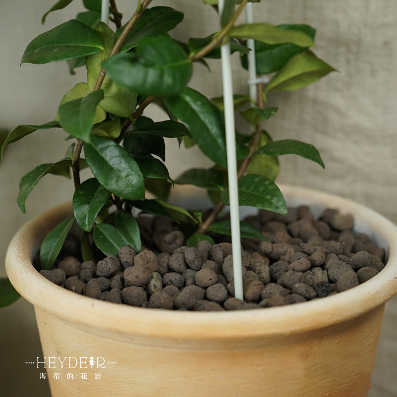 海蒂的花园 铺面陶粒花盆铺面石盆栽绿植花卉兰花垫底透气防烂根