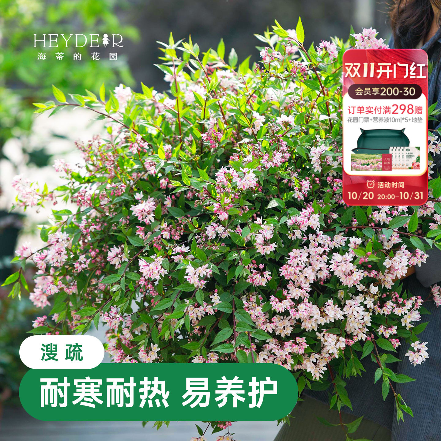 海蒂的花园溲疏爱丽丝雪樱花草莓田耐阴耐寒春天开花植物花卉盆栽