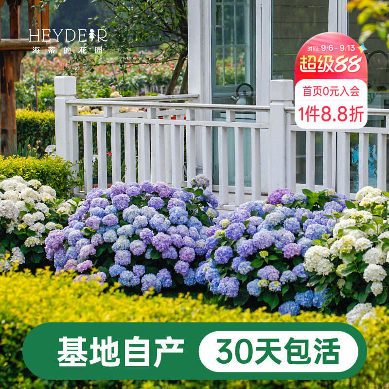 海蒂基地自产高品质绣球无尽夏图片