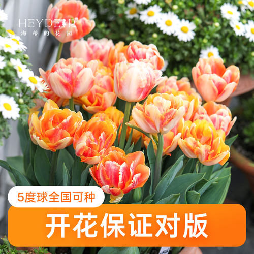 海蒂的花园郁金香种球狐步舞