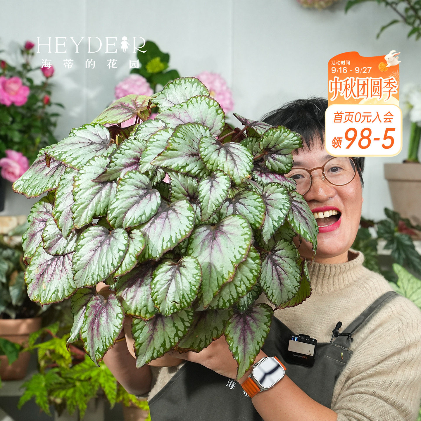 海蒂的花园秋海棠盆栽竹节海棠阳台室外室内客厅桌面绿植观叶植物图片