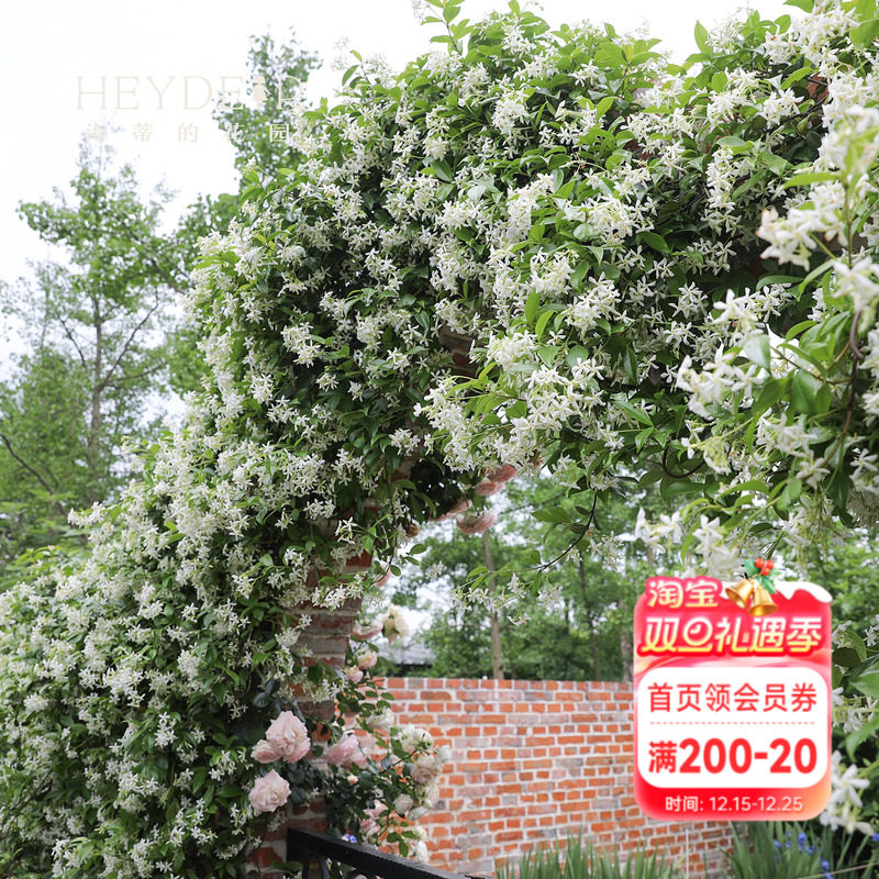 【小红书10万人种草】风车茉莉