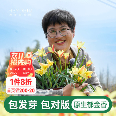 海蒂的花园迷你小花原生郁金香