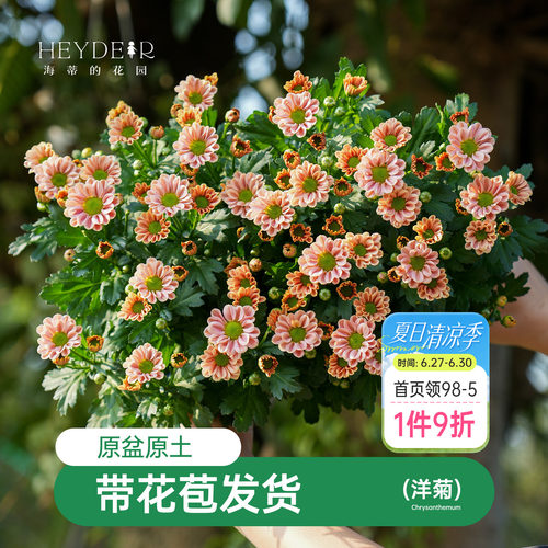 乒乓菊盆栽带花苞耐热耐晒