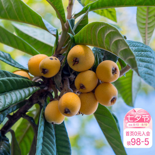 白沙枇杷南北方种植海蒂的花园