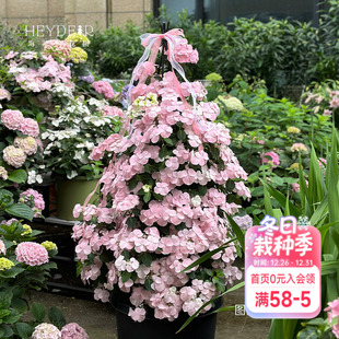 海蒂 花园绣球花苗逃跑新娘粉色白色垂吊花量大阳台庭院花卉盆栽