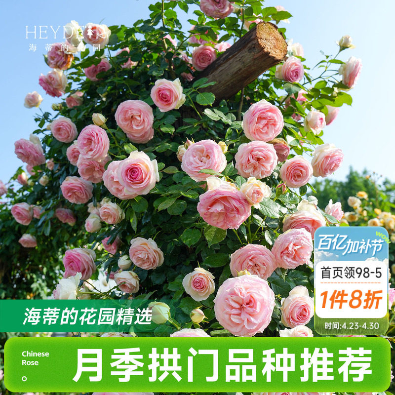 海蒂的花园月季花苗爬藤拱门玫瑰庭院地栽蓝色阴雨粉色龙沙宝石