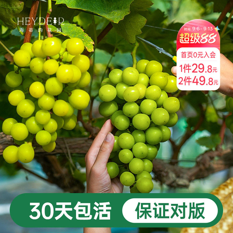 阳台果树阳光玫瑰葡萄苗图片