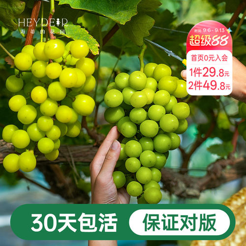阳台果树阳光玫瑰葡萄苗