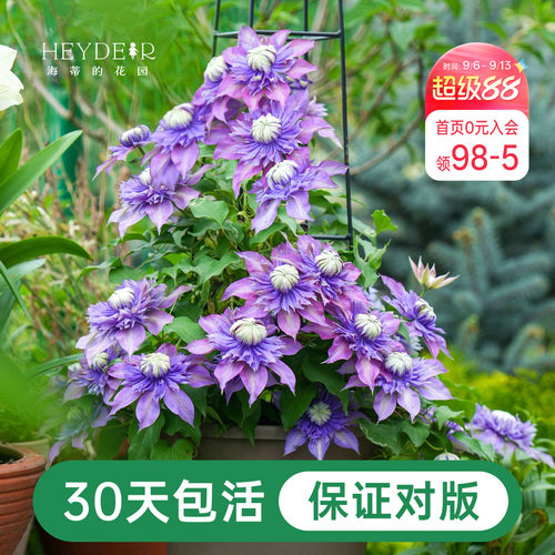 铁线莲乌托邦全国可种一年多次花